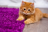 Fototapeta Koty - beautiful ginger kitten