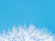© nechaevkon - Dandelion Flower on Blue Sky Background