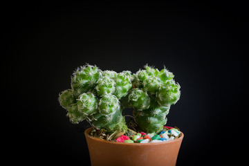 Cactus in the plant desert tree for decoration