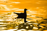 Fototapeta Morze - Seagull swimming with reflection on golden sea, silhouette. 