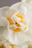 Fototapeta  - Kwiat narcyza na brązowym tle