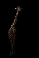 Wall Mural - giraffe hiding in the dark