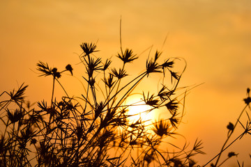 Poster - grass sunset, sunrise for ,Golden evening background