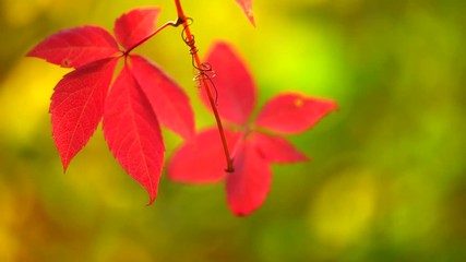 Sticker - Autumn red leaves over blurred nature background. Fall. Full HD 1080p video footage