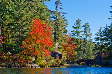 Wall Mural - Sunrise above forest lake