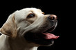 © seregraff - Close-up beige Labrador retriever dog in profile view isolated black background