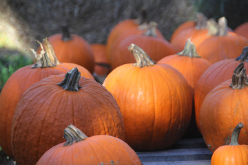 pumpkin patch with hay