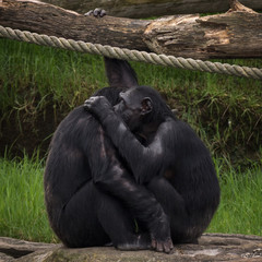  Two Chimpanzees Hugging