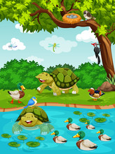 Turtles And Ducks At The River