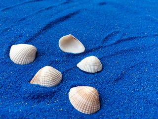 Seashells on blue sand isolated on white background.