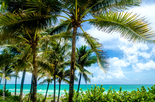Plakat Miami Beach Palms