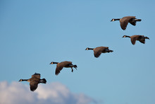 Canada Geese Flying Together, Seen In The Wild Near The San Francisco Bay