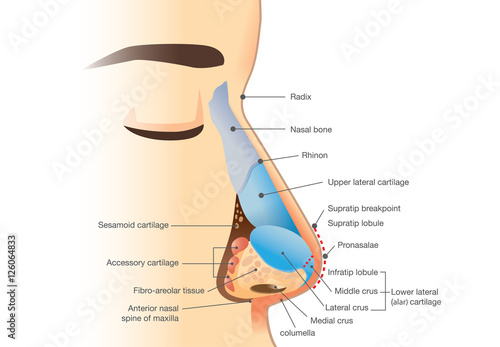 Anatomy of human nose. Illustration about description of components in