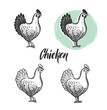 Chicken logotypes set. Hen meat and eggs vintage produce elements. Badges and design elements depicting chicken. Vector illustration.