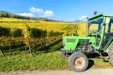 Tractor In Vineyards - Harvest Grapes