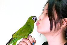 Green Macaw Bird Pet Kiss To Woman.