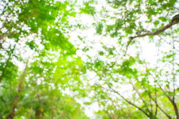 Wall Mural - Abstract blurred bokeh of nature background