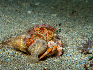 Wall Mural - hermit crab under the sea