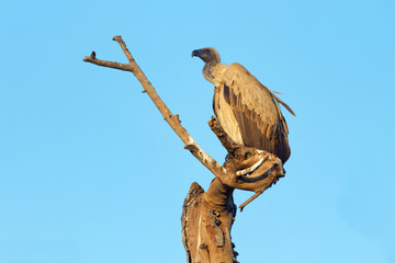 white-backed vultureon a tree in masai mara national park, kenya