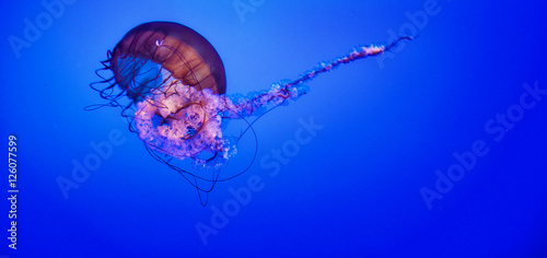 Naklejka samoprzylepna Meduza