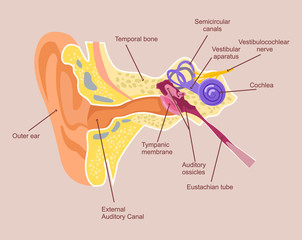 Human ear anatomy. Auditory system. Vector flat cartoon illustration