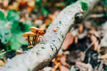 Wall Mural - Mushrooms on tree trunk