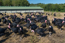 Many Turkeys At The Farm