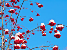 Ripe Rowan  Berries On Tree Under Fresh Snow In Winter Against Blue Sky