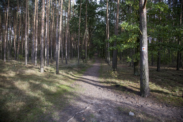 Fototapeta sceneria leśna