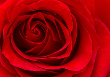 Close Up Macro Shot Of A Red Rose