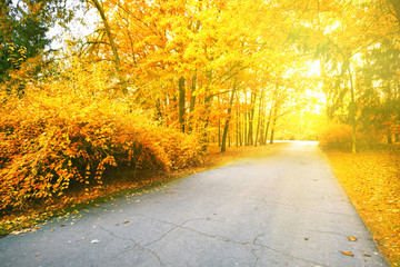 Wall Mural - asphalt road in autumn park
