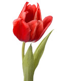 Fototapeta Tulipany - red tulip flower head isolated on white background
