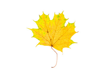 Wall Mural - Beautiful, soft, colorful and fresh autumn maple leaf on the white background.