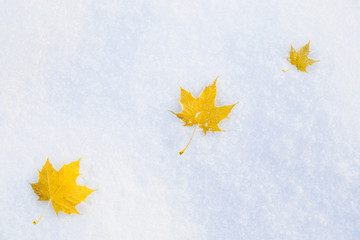 fallen yellow maple leaves on the snow. winter background.