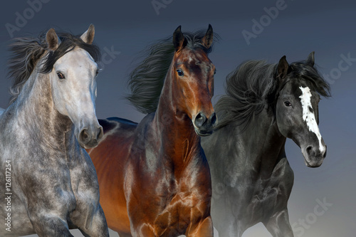 Obraz w ramie Horses with long mane portrait run gallop