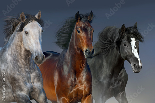 Fototapeta do kuchni Horses with long mane portrait run gallop