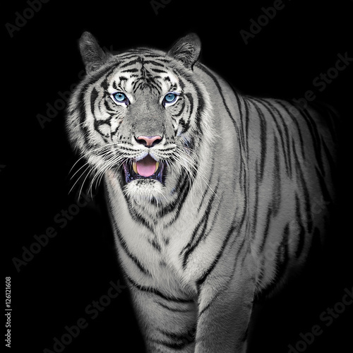 Plakat biały Tygrys