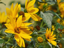 Maximillian Sunflower (Helianthus Maximiliani) Closeup