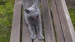 Ziewający kot, krótkowłosy niebieski brytyjski.