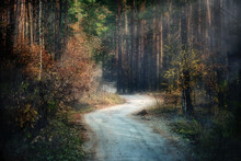 Dirt Road Through A Dark Mysterious Forest, A Small Haze And The Light Streaming Through The Trees.  Pine Forest. The Atmosphere Of Mystery.
