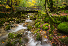 Wood Bridge In Geres National Park, Portugal