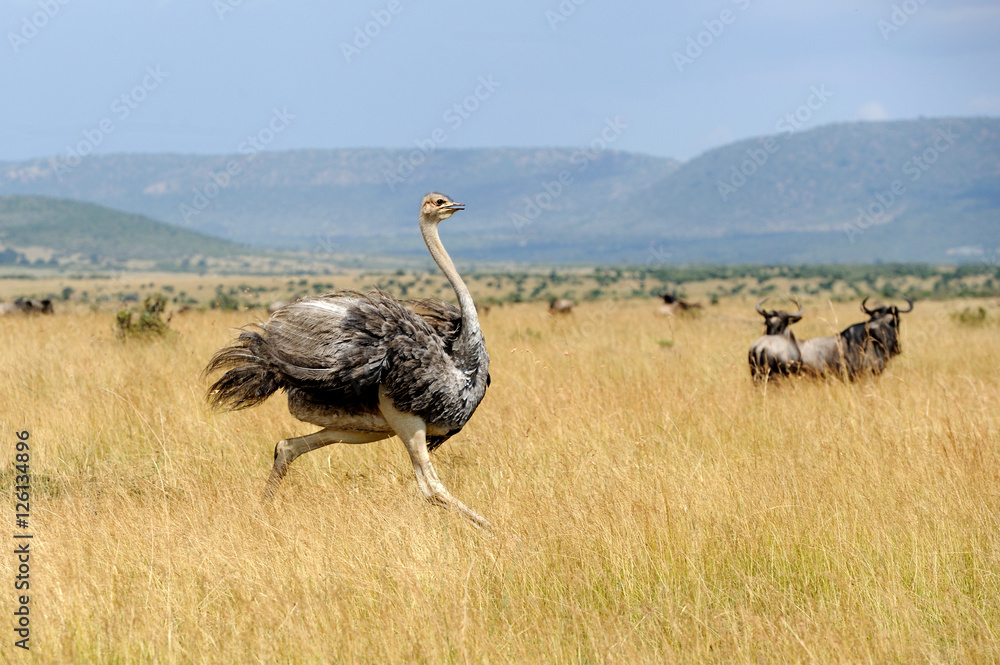 African ostrich (Struthio camelus) - obrazy, fototapety, plakaty 