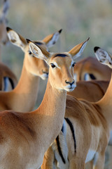 Canvas Print - Thomson's gazelle on savanna in Africa