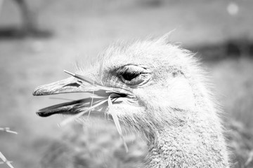 Wall Mural - Ostrich Profile. Big Bird Eating Grass. Black and White Photo.