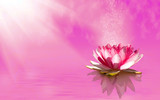 Fototapeta  - image of lotus flower on the water