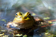 zielona żaba jeziorkowa 2
