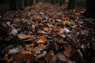 autumnal background with fallen yellow leaves