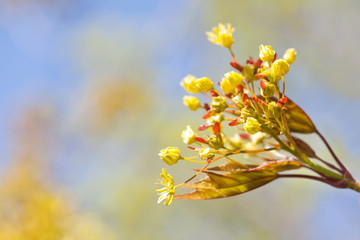 Wall Mural - Spring nature landscape with maple tree flowers macro view. fresh leaves against sunlight. soft focus.