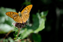 Orange Butterfly On A Flower, Silver-washed Fritillary (argynnis Paphia) Of The Nymphalidae Family