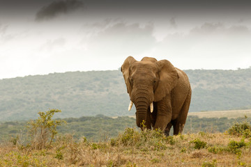 Bush Elephant walking up the hill